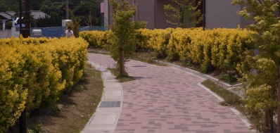 ●　オウゴンマサキの美しい歩行者専用道路